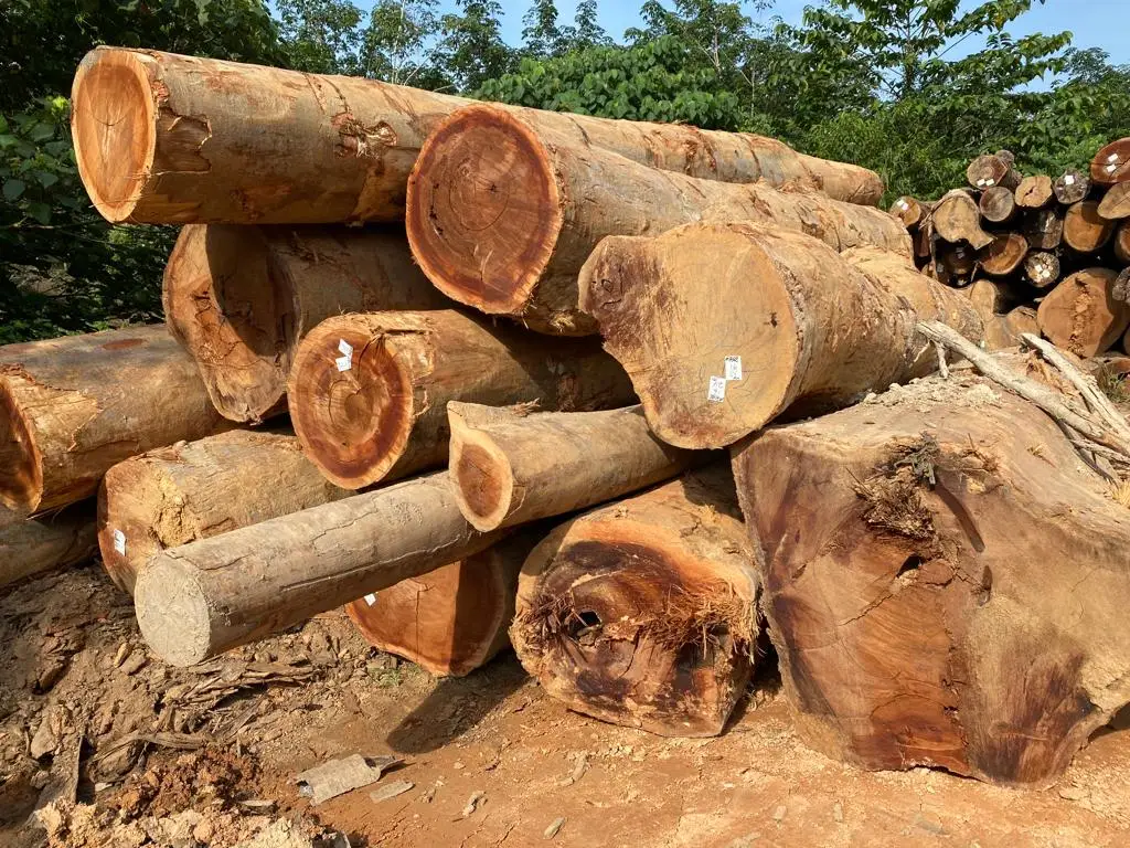 Cenggal Wood Natural Red Color Wood From Malaysia