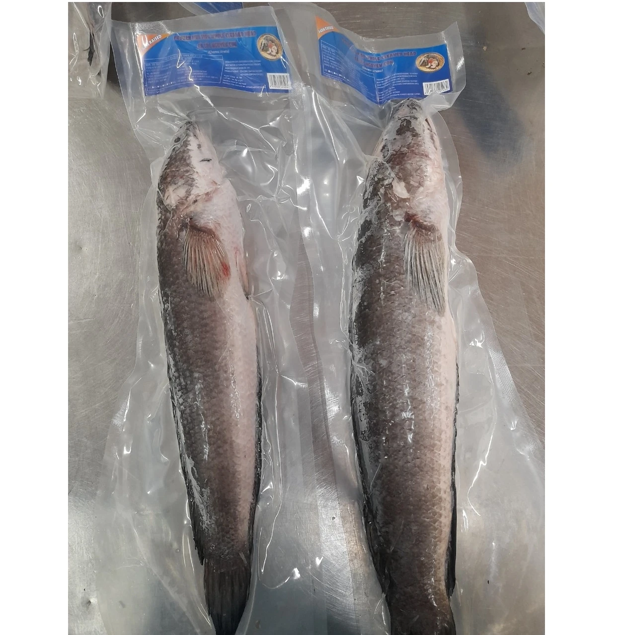 Best Selling Wholesale Frozen Fresh Mud Fish Whole Cleaned Head Channa striata made in Vietnam High Quality Frezze