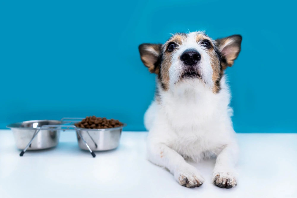 Made in Italy Adult Dogs Small Size Dry Dog Food with Buffalo in Different Size Bag