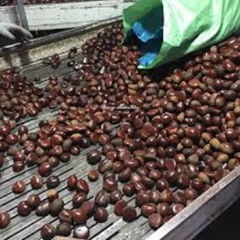 FRESH SWEET CHESTNUT WHOLESALE