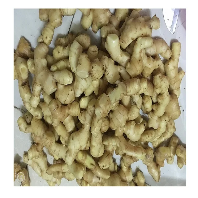 Wholesale organic fresh ginger cheap price high quality from Vietnam newest crop free tax jengibre fresc to EU Ukraina Korea