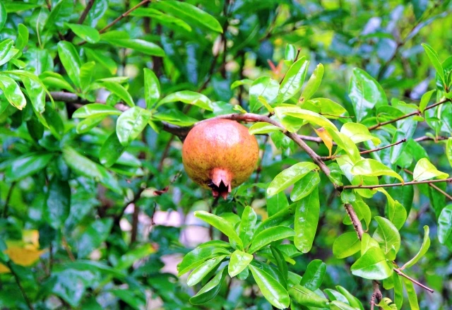 Maltbionic acid supplement women beauty skin care improved bone density for skin