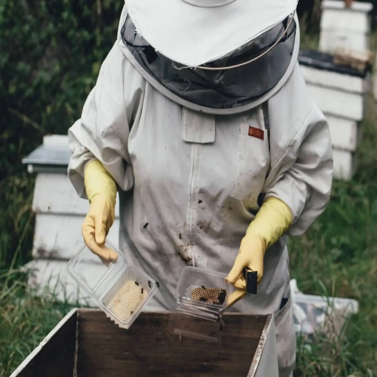 Honey Composition with 260g Light Favor Organic Honey TA20+ Desert Mallee Mono-Floral Honey In Mason Jar From Australia