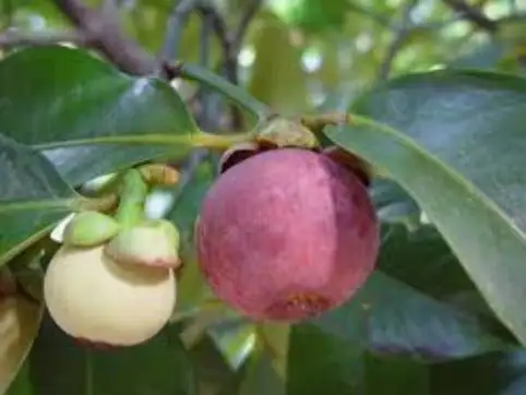 Свежий мангостин из Таиланда