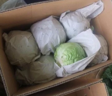 FRESH ROUND CABBAGES / VIETNAM CABBAGES/0084976115910