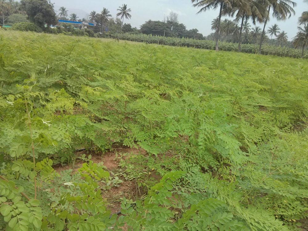  Rich Nutrition Vegetable