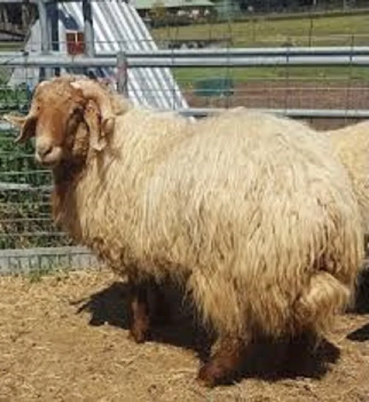 
Full blooded Live Awassi sheep / Merino sheep / Dorper Ewe Sheep and Lambs For Sale. 