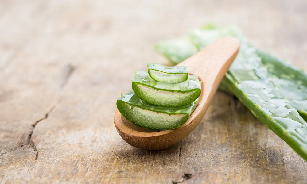 Frozen Aloe Vera Leaf from Vietnam - Ms. Esther (WhatsApp: 0084 963590549)