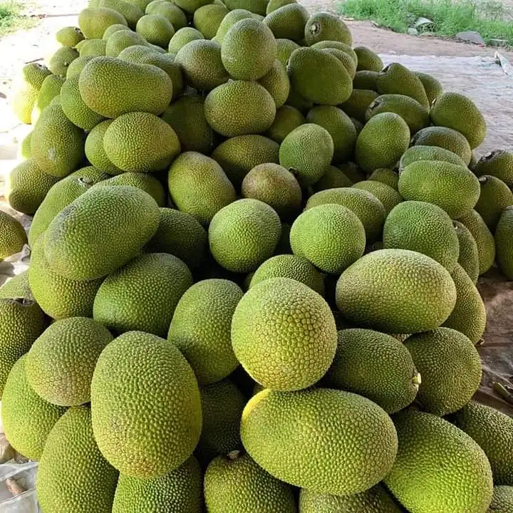 10/15/20/30 kg No Chemicals Top Wholesale Sweet Taste From Vietnam Fresh Jackfruit