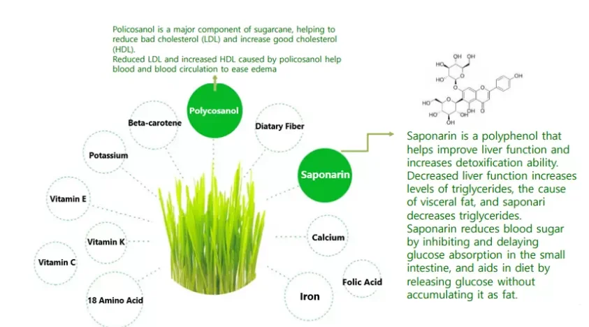 Best Selling & Top Quality Barley Sprout Powder, Organic Barley Sprout Powder from Haenam, South Korea