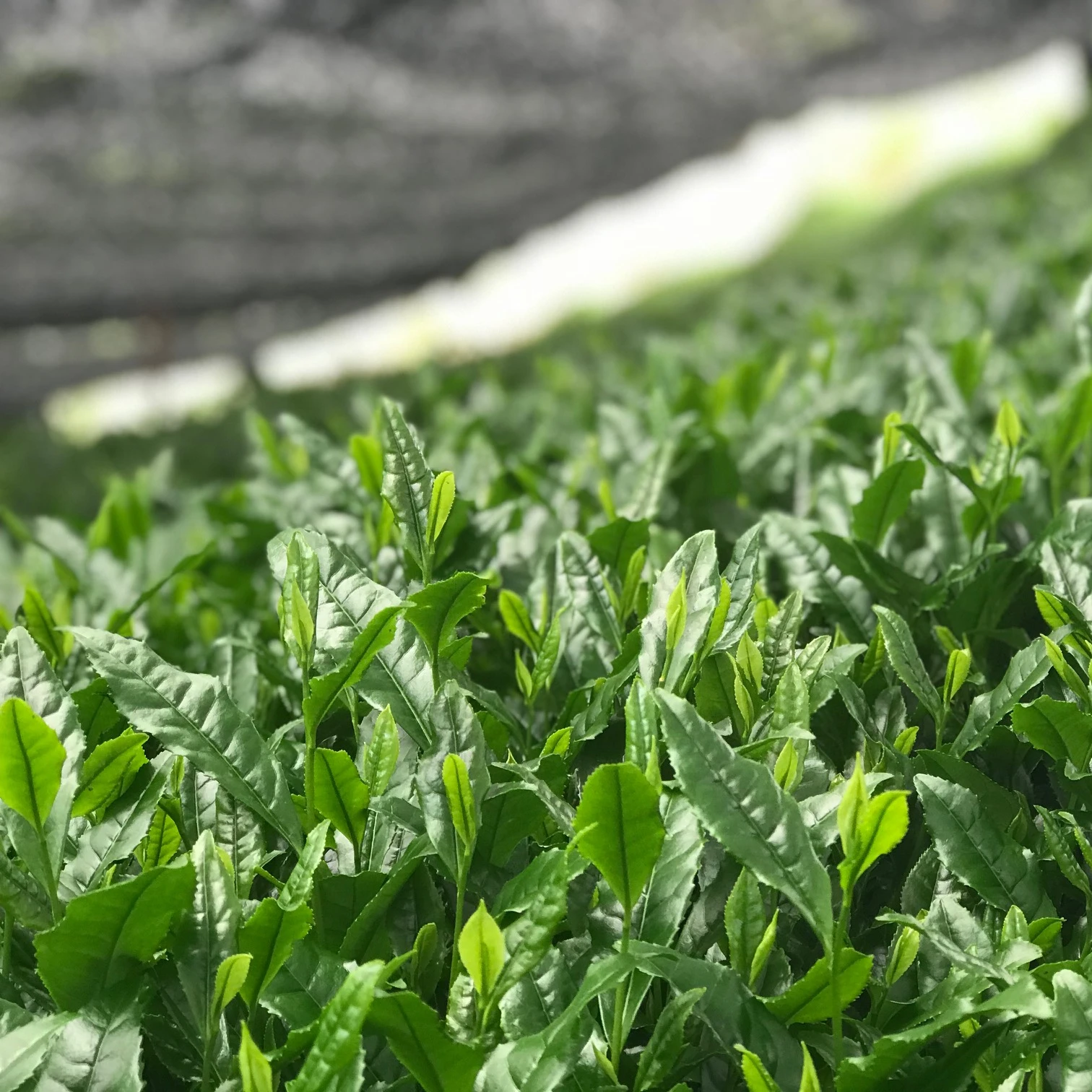 Церемониальные класс удзи Kyoto Японский Матча зеленый чай оптовая продажа