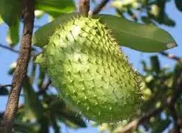 FRESH SOURSOP WITH HIGH QUALITY/Whatsapp Ms Holiday