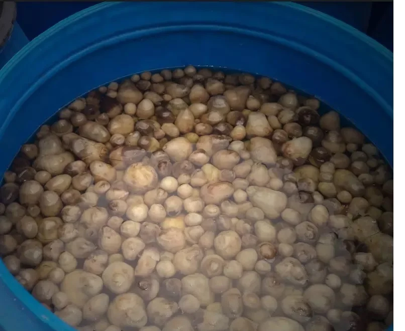 Соленые соломенные грибы по лучшей цене и высокого качества из Вьетнама +