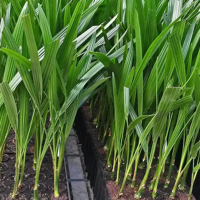 Рассады ладони с датой для культивирования тканей с более высоким уровнем прорастания 85%