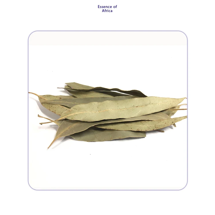 Eucalyptus Dried Cut Leaves, Hojas De Eucalipto, Eucalyptus Herbal Tea  All Natural Green  Leaves  at Low Market Price