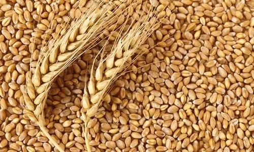 Bulk Wheat Grain Indian Sortex Wheat 9.5 % Min LTG EXPORTS 12% MAX 1% MAX Fresh from IN;7903232 Hard 99% Organic Cultivation