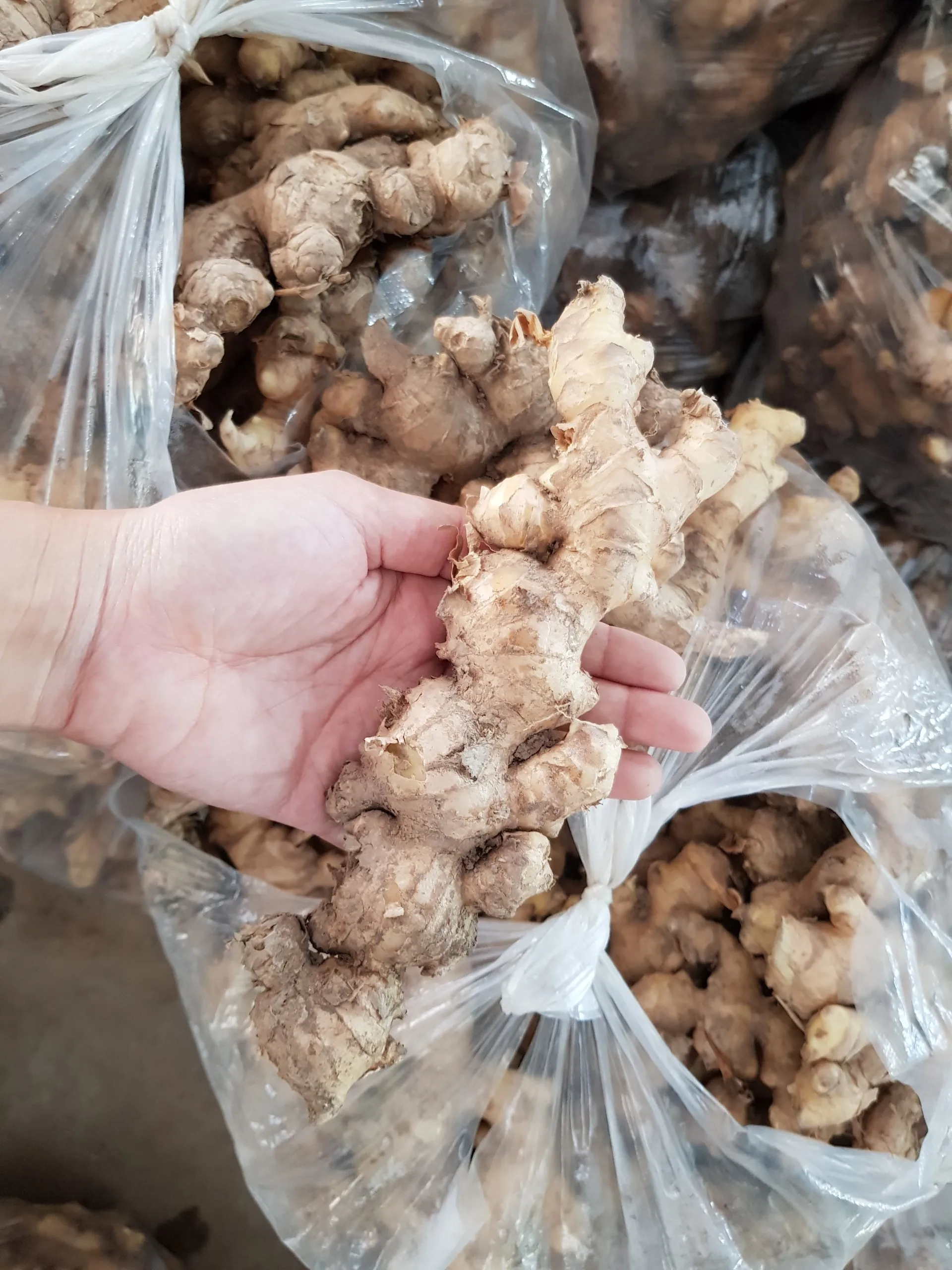 2020 NEW FRESH GINGER FROM VIETNAM