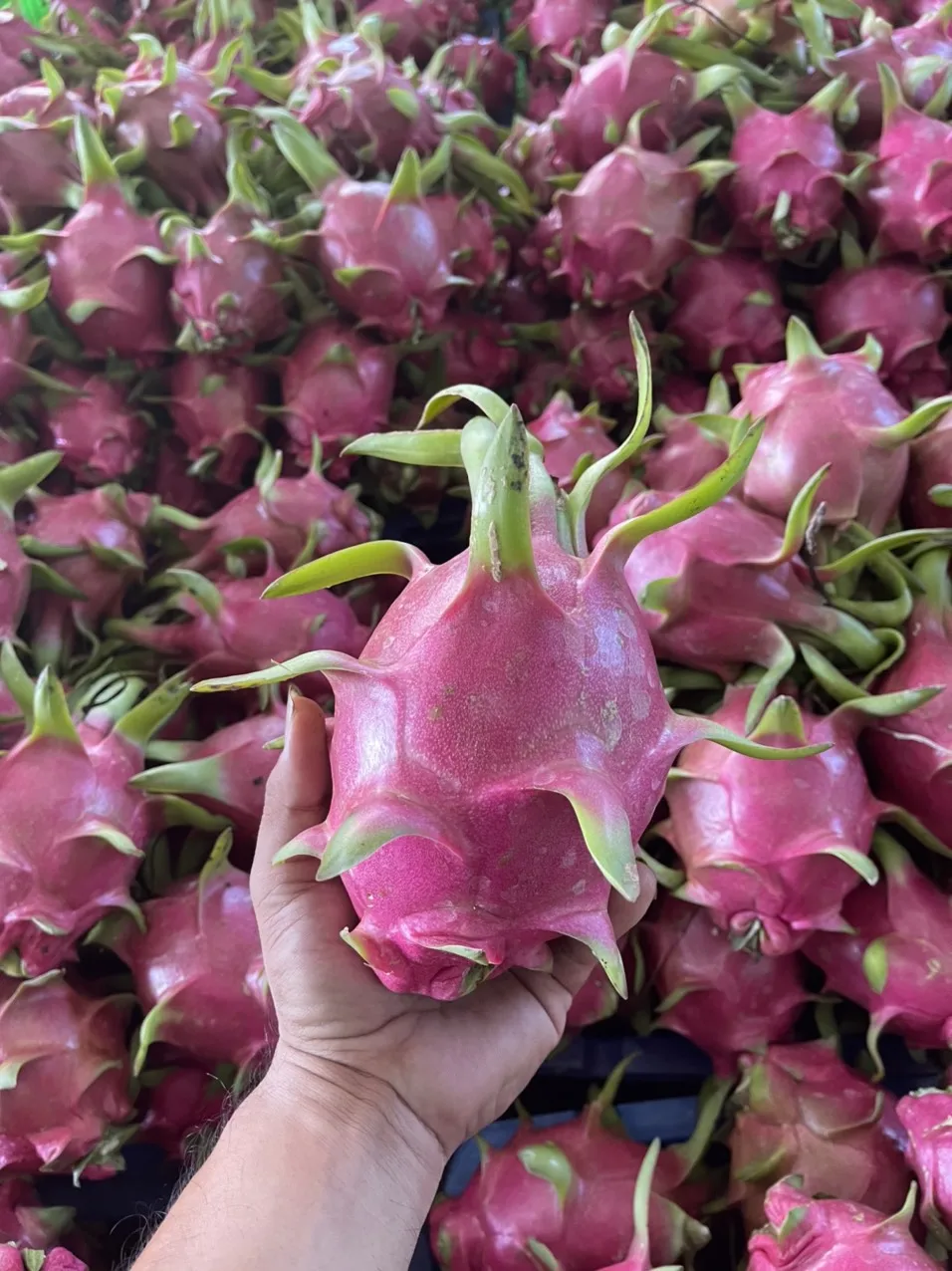 Guranteed Premium Red/White Fresh Dragon Fruit High Quality Dragon Fruit Specially Export to China Best Dragon Fruit Vietnam
