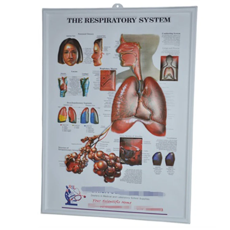 3D Medical Human Anatomy Heart Wall Charts  3d Heart Anatomy poster