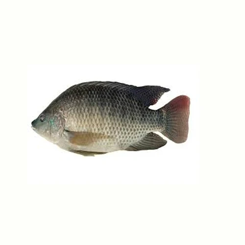 Healthy Frozen Red Tilapia,Tilapia Fillets, Tilapia gutted and scaled