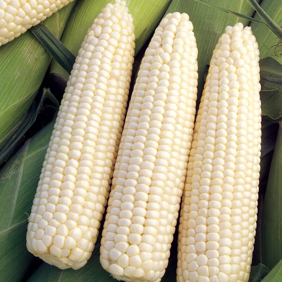 CHEAP PRICE WHITE MAIZE