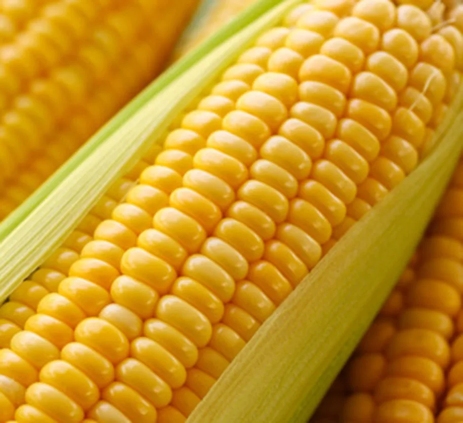 FROZEN SWEET CORN SEEDS BRAND MEKONG HERBALS ORIGIN VIETNAM
