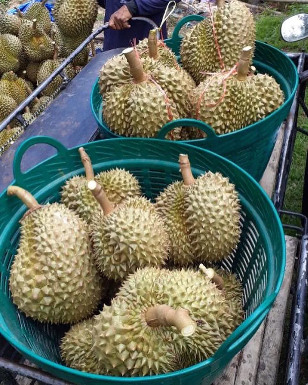 High Quality Premium Durian From Thailand