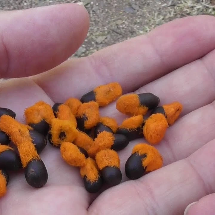 
Strelitzia Reginae Seeds Flower Seeds Bird Of Paradise Seeds 