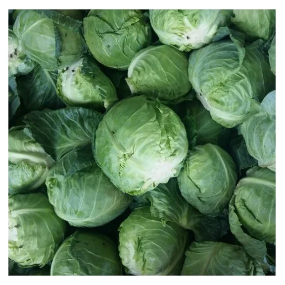Высокое качество свежих овощей капуста имеющихся в наличии для продажи высокое низкая цена