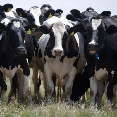 Pregnant Holstein Heifers For Sale Now