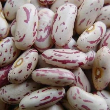 MUNG BEANS