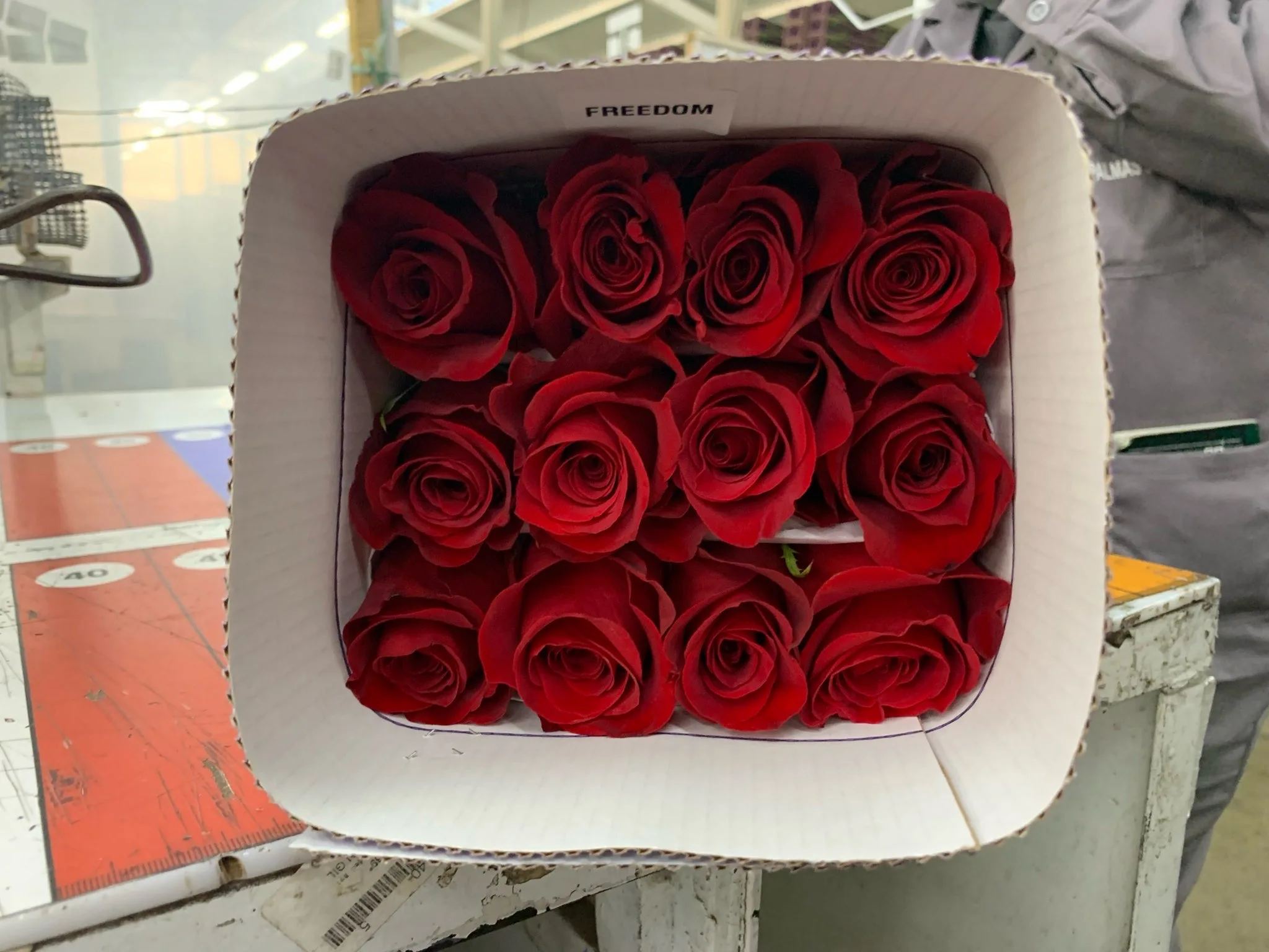 Premium quality Real natural fresh cut flowers  red roses variety Freedom  60 cm not artificial decorative flowers