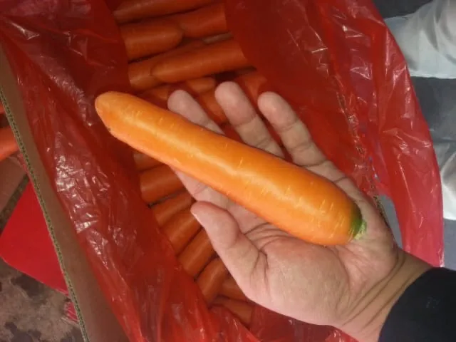 
New crop 20120 fresh carrot export from Vietnam size S M L 2L 3M high quality 