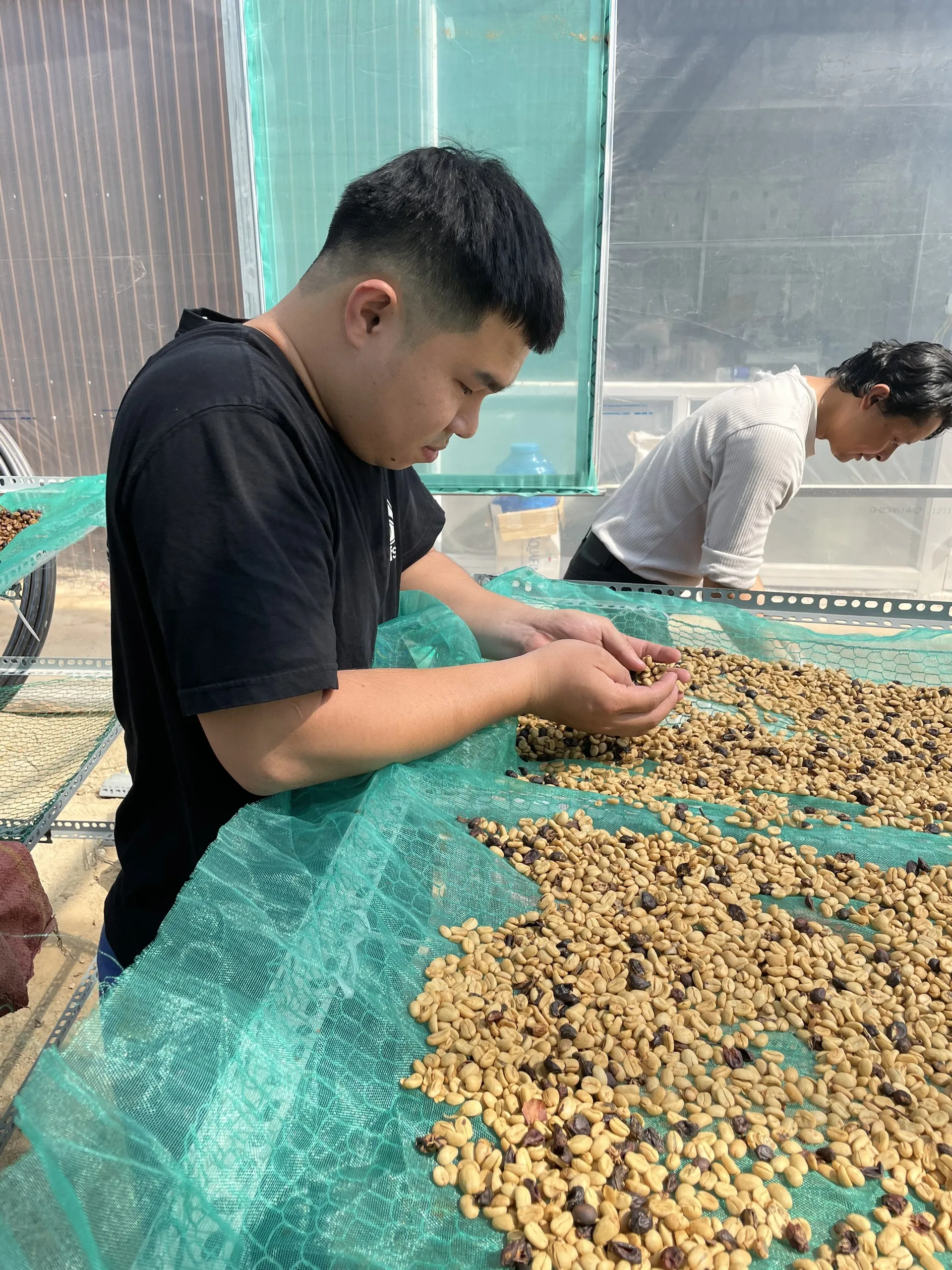 High Quality Green Coffee Beans from Vietnam - Natural Robusta and Arabica Coffee Export Quality Small MOQ