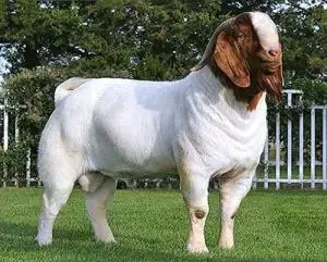 Best-Live-Boer-Goats