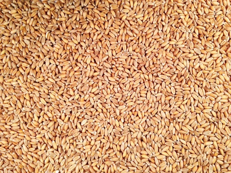Top Quality Raw White Sesame Seeds 100% Natural Sesame Seeds