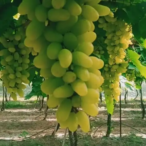 Premium fresh Sonaka grapes from India