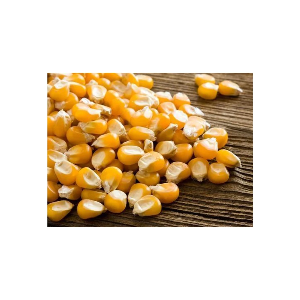 Export Quality Yellow Corn Maize from Top Supplier