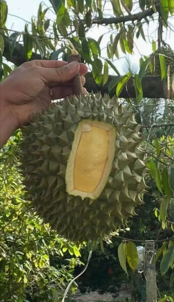 Fresh King Durian Vietnam лидер продаж богатые питательные средства высокое качество оптовая цена бесплатный налог в Корею США ЕС Японию Канаду Австралию