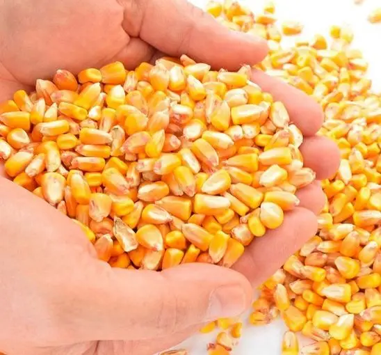
Yellow Corn/ yellow corn for human consumption gmo yellow corn/ yellow corn for animal feed for sale 