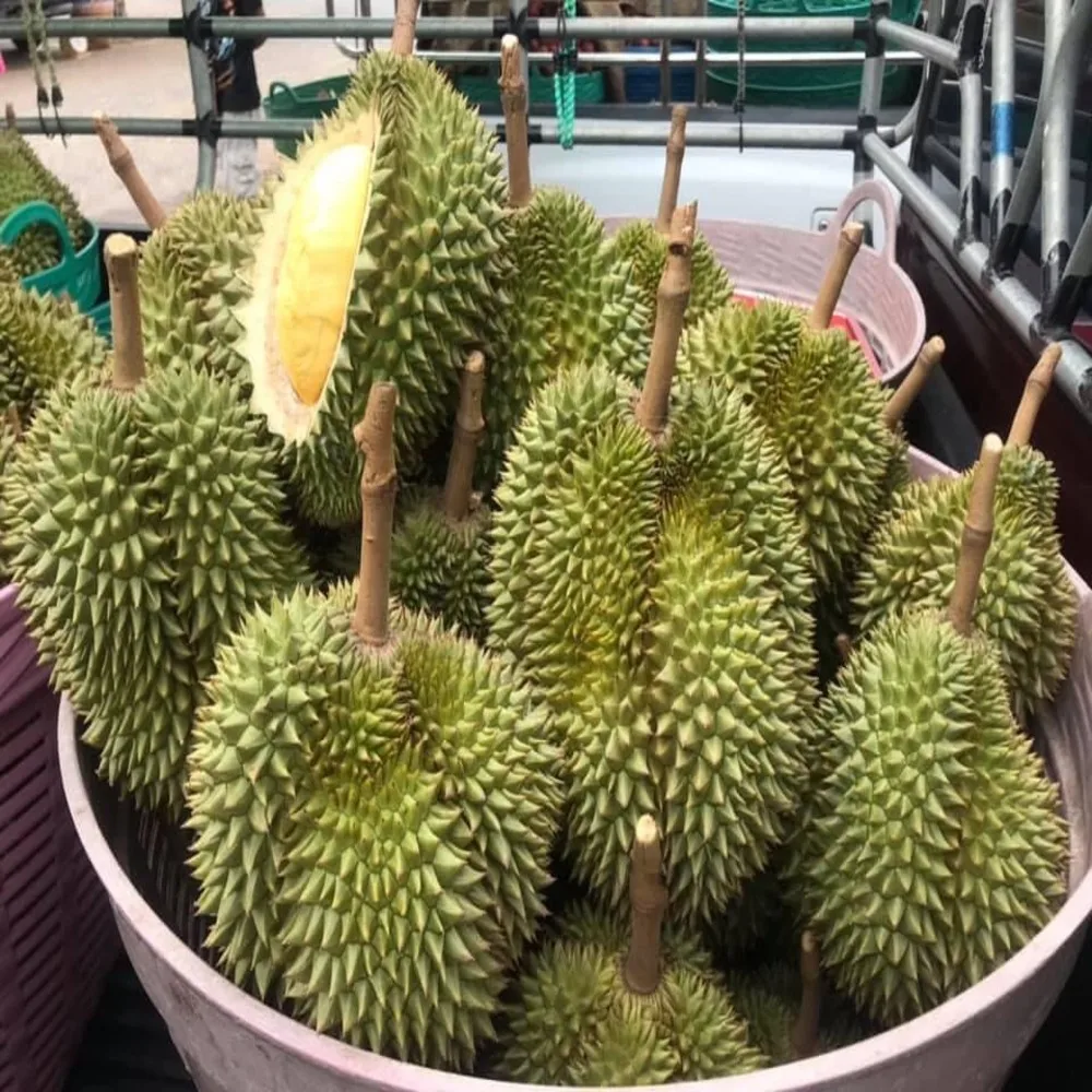 
Durians Fresh Fruit with High Quality 