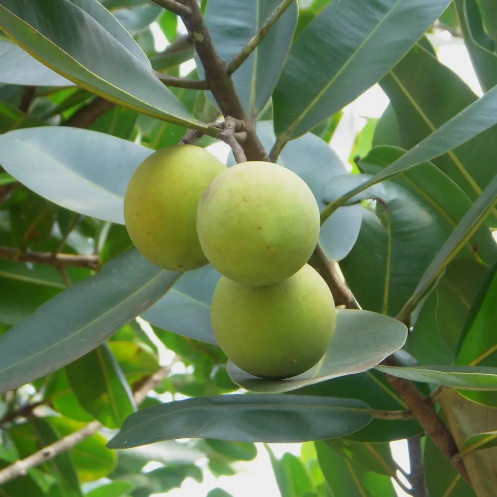 Лидер продаж мыло ручной работы кофейное ароматическое натуральный Уход за волосами скраб для тела ароматерапия Мыло Натуральное высокое качество