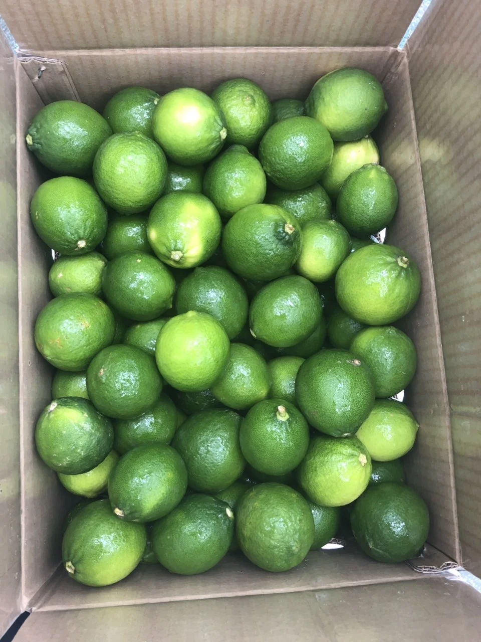 
Fresh Lime grade 1A new crop 2020 