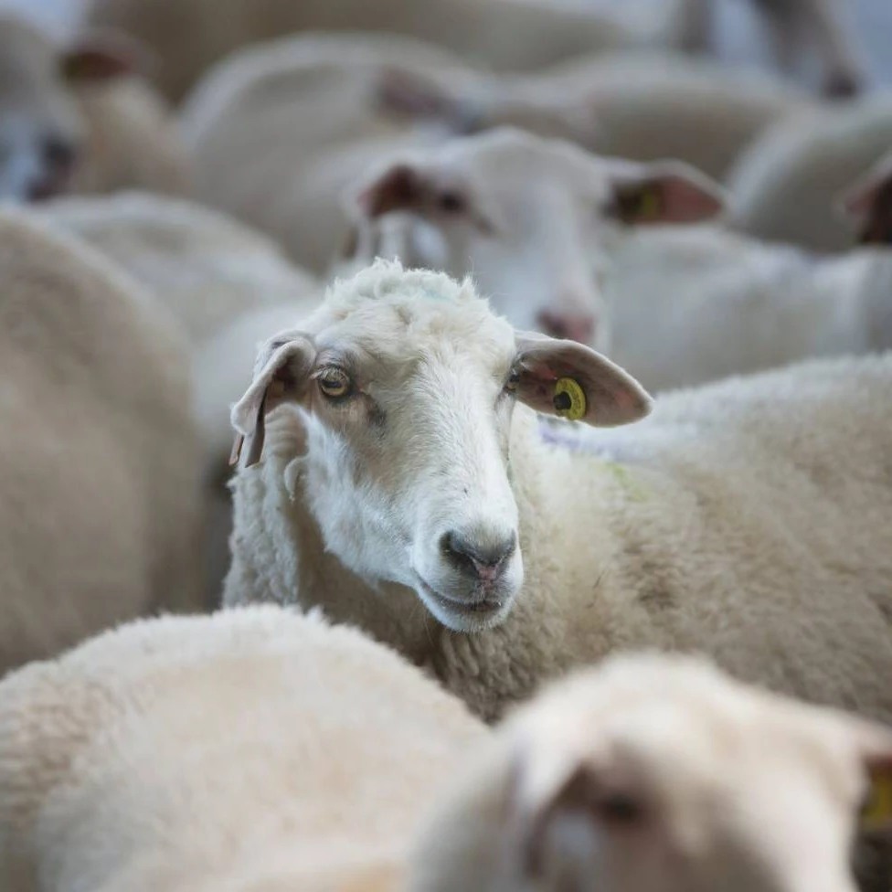 
Alive Sheep, Awassi Sheep, Fat Tailed Sheep And Other Breeds For Sale 