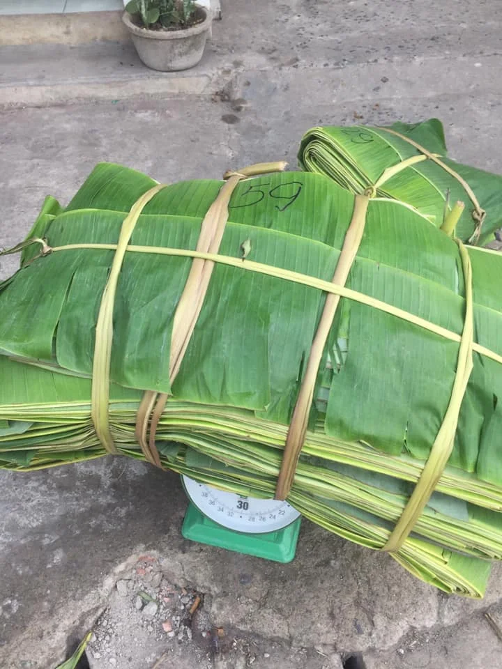 Hot Selling Fresh Banana Leaf Vietnam