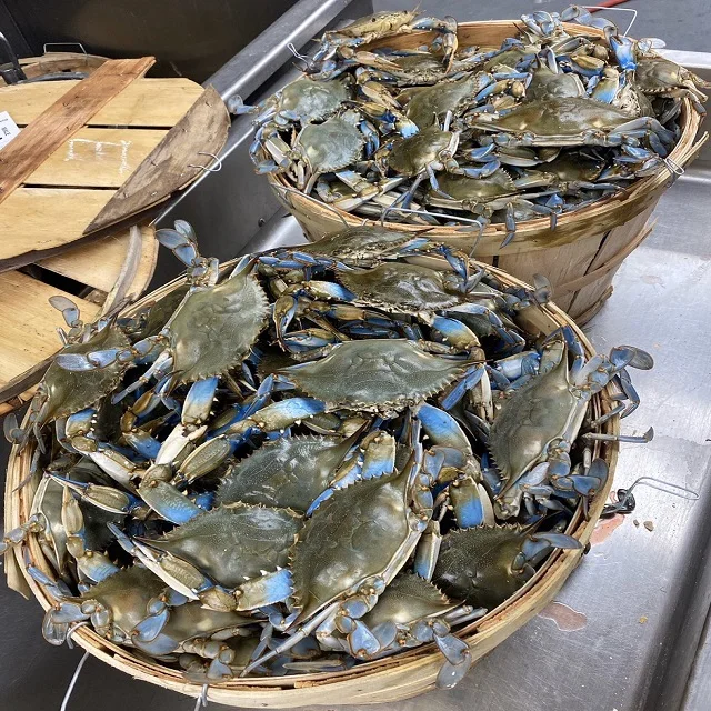 
Whole frozen steamed blue swimming crab 