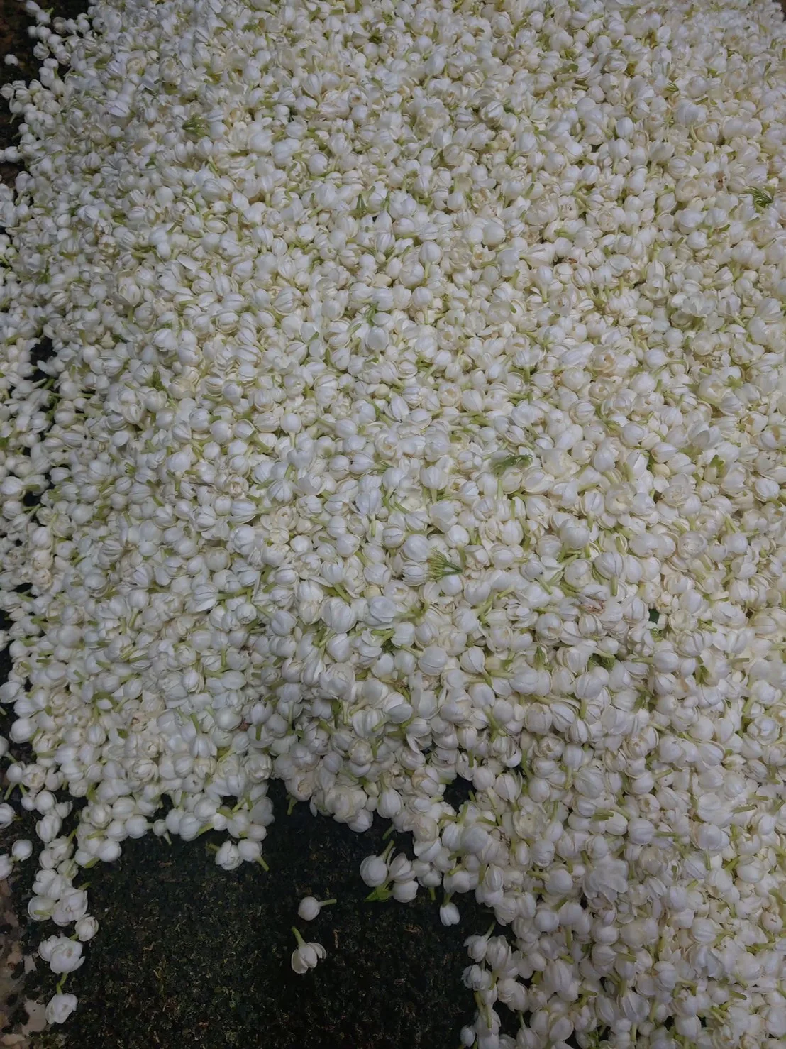 Premium Loose Leaves Jasmine Scented Dried Mixed Flower Tea