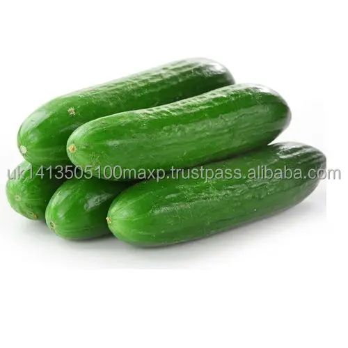 cucumber_kheera_.jpg
