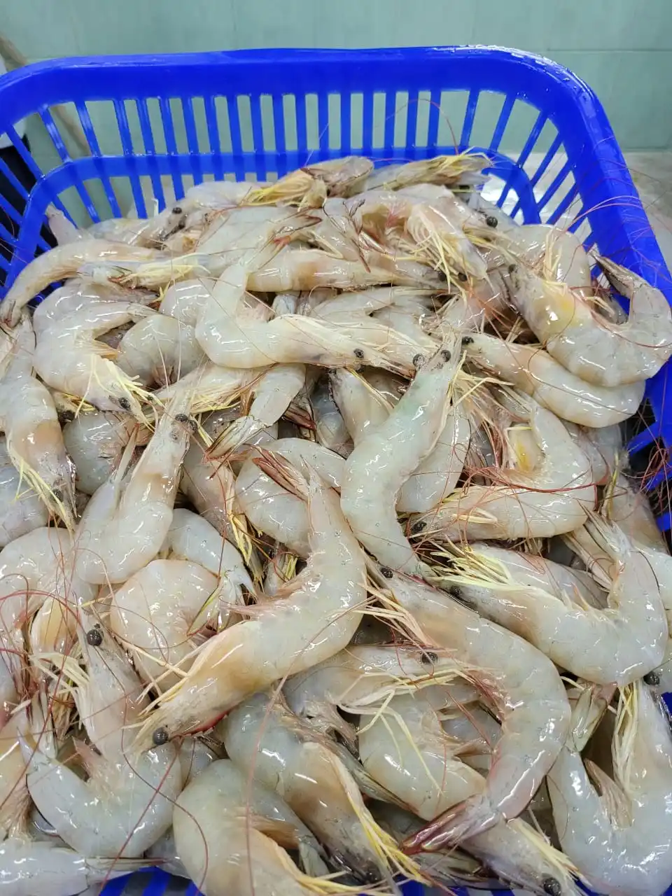 Fresh Penaeus Indicus Seafood Box Packaging (21-25 pcs/kg) Semi-IQF 1 kg/box Frozen White Shrimp HOSO