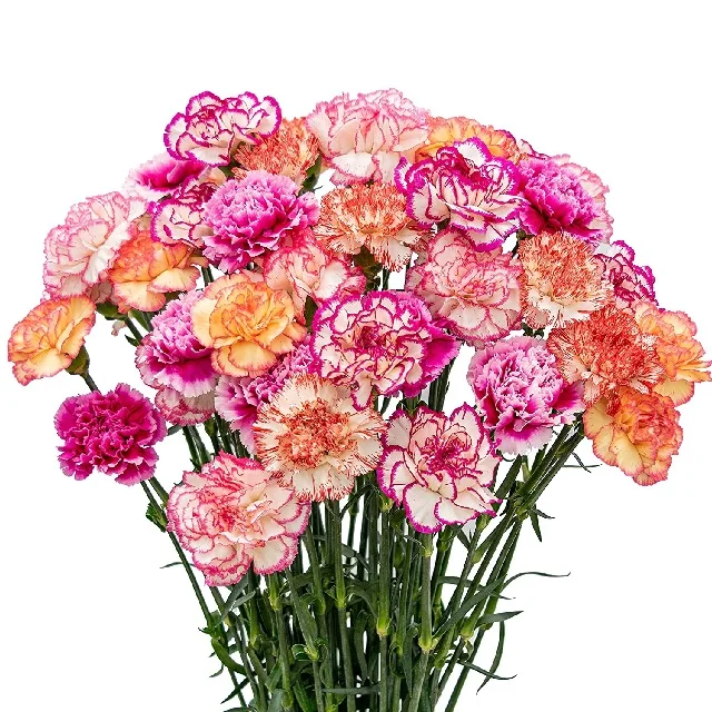 Fresh cut flower wholesale supplier Factory Latest Artificial carnation wedding table Mother Day Gift Dried Fresh Real Natural